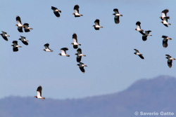 Flock of lapwings in flight