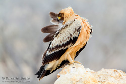 Greater Spotted Eagle (var. fulvescens)