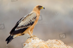 Greater Spotted Eagle (var. fulvescens)