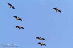 Abdim's Storks in flight