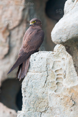 Eleonora's Falcon