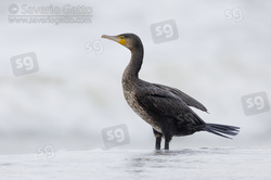 Continental Great Cormorant