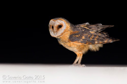 Cape Verde Barn Owl