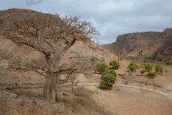 Baobab tree in Santiago (Cape Verde)
