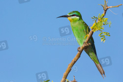 Blue-cheeked Bee-eater