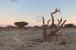 Dead Tree in arid plain