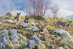 Italian Wolves
