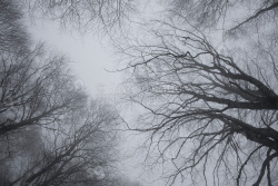 Birches in the fog