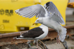 Herring Gull
