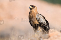 Greater Spotted Eagle