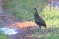 Double-spurred Francolin