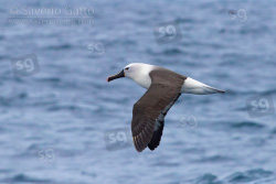 Albatros beccogiallo dell'Atlantico