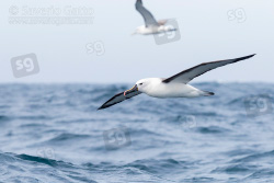 Albatros beccogiallo dell'Indiano