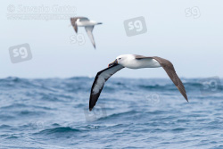 Albatros beccogiallo dell'indiano