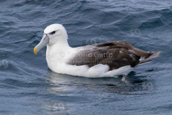 Albatros cauto