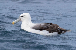 Albatros cauto