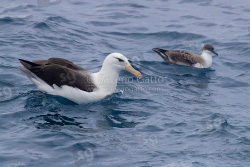 Albatros sopracciglineri