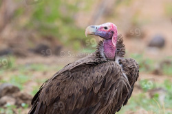 Avvoltoio orecchiuto