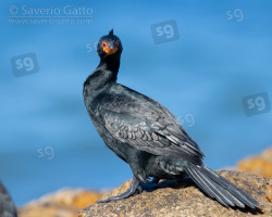 Crowned cormorant