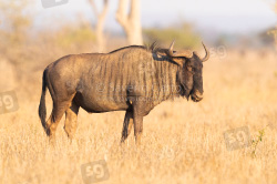 Blue Wildebeest
