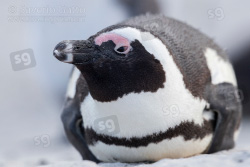 Pinguino africano