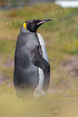 Pinguino reale