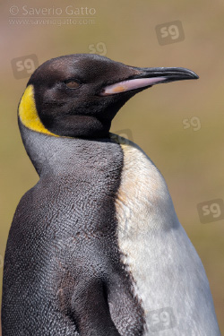 Pinguino reale