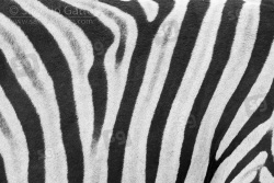 Mantello di Zebra di Burchell