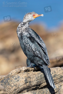 Crowned cormorant