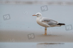 Slender-billed Gull