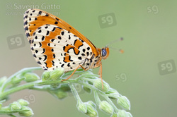 Spotted Fritillary